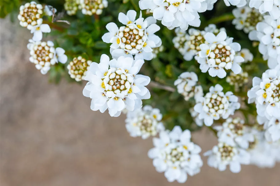 Iberis sempervirens 'Zwergschneeflocke'
