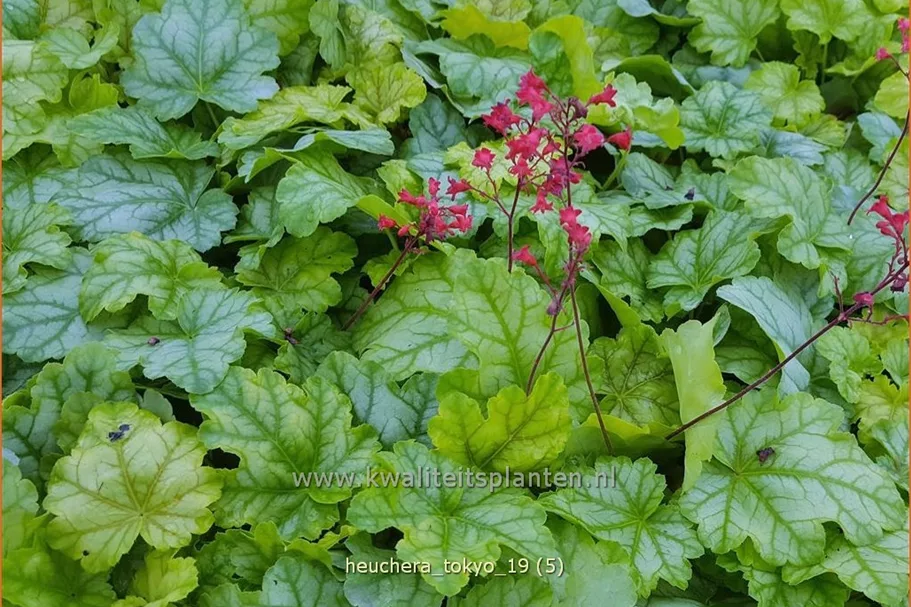 Heuchera 'Tokyo'