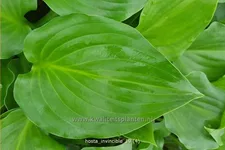 Hosta plantaginea 'Invincible'
