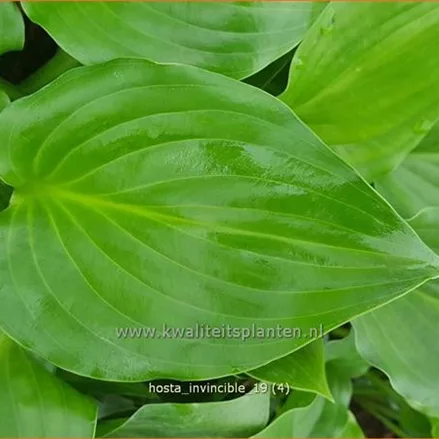 Hosta plantaginea 'Invincible'