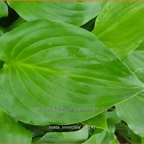 Hosta plantaginea 'Invincible'