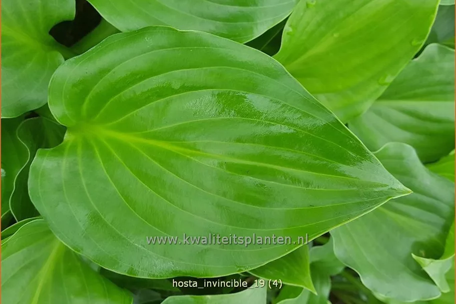 Hosta plantaginea 'Invincible'