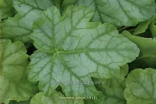 Heuchera 'Tokyo'