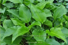 Hosta plantaginea 'Invincible'