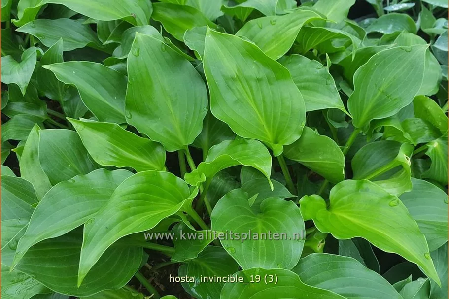Hosta plantaginea 'Invincible'