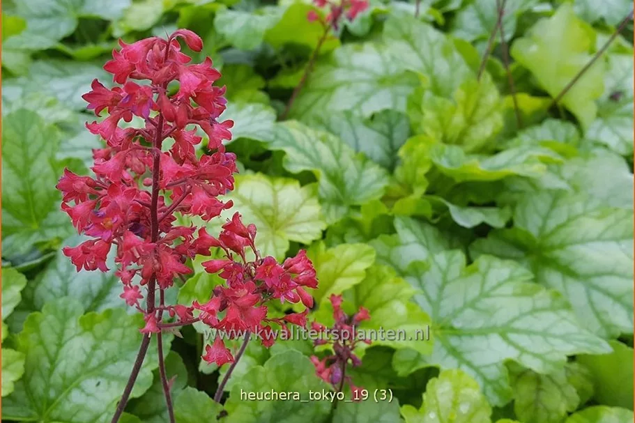 Heuchera 'Tokyo'