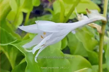 Hosta plantaginea 'Invincible'