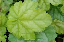 Heuchera 'Tokyo'