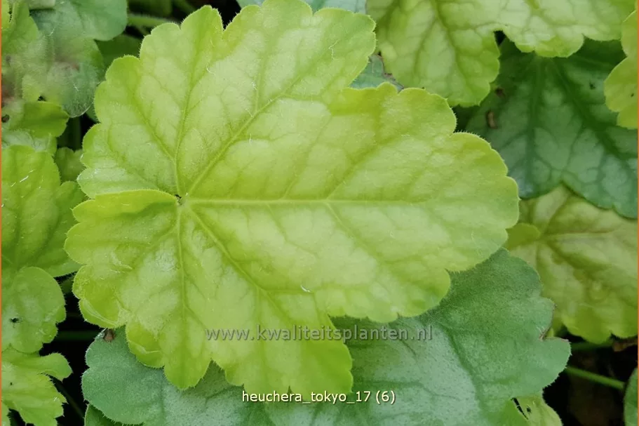 Heuchera 'Tokyo'