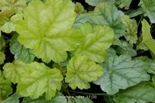 Heuchera 'Tokyo'