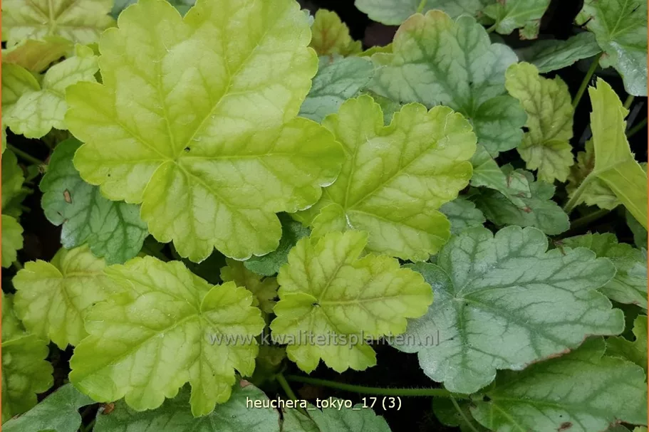 Heuchera 'Tokyo'