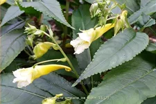 Impatiens omeiana 'Ice Storm'