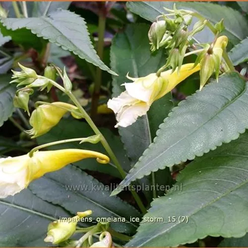 Impatiens omeiana 'Ice Storm'