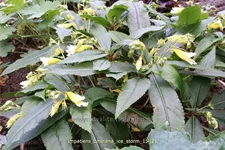 Impatiens omeiana 'Ice Storm'