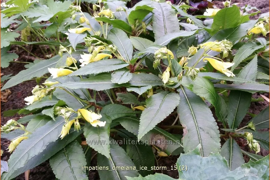 Impatiens omeiana 'Ice Storm'