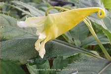 Impatiens omeiana 'Ice Storm'