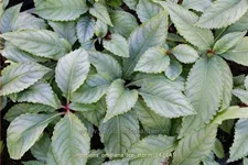 Impatiens omeiana 'Ice Storm'