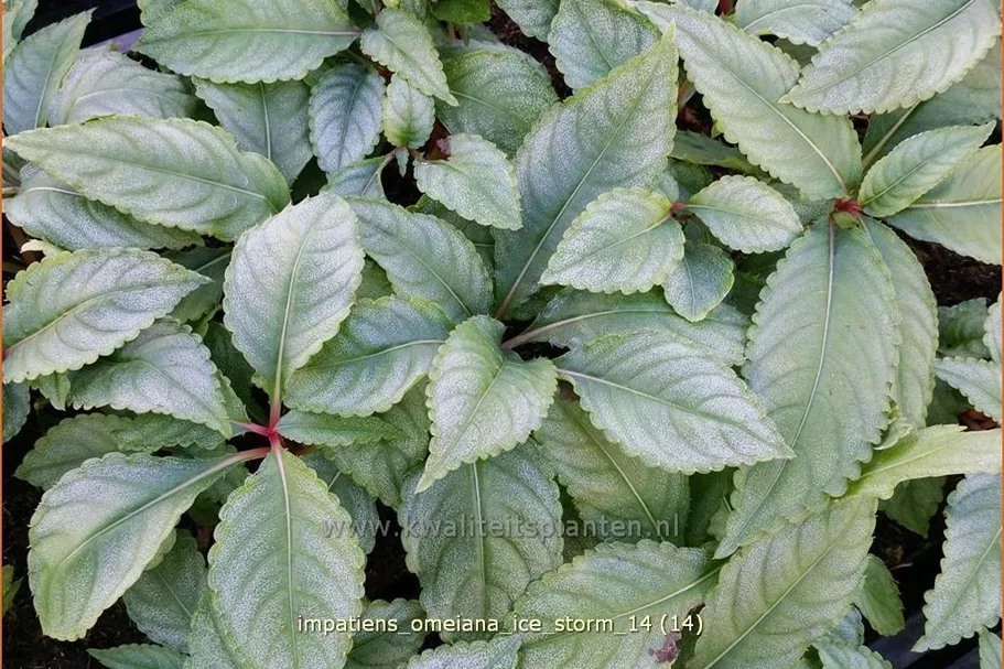 Impatiens omeiana 'Ice Storm'