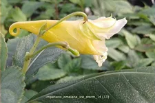 Impatiens omeiana 'Ice Storm'