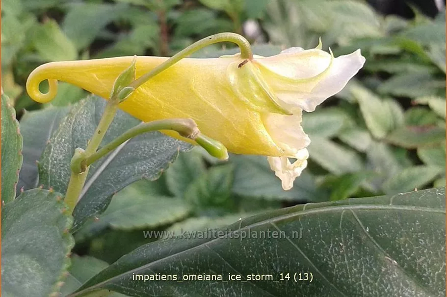 Impatiens omeiana 'Ice Storm'