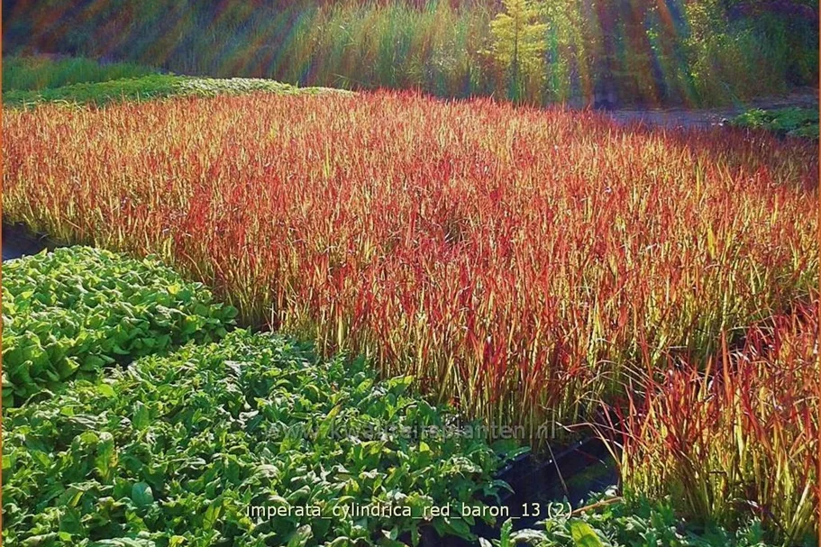 Imperata cylindrica 'Red Baron'