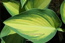 Hosta x tardiana 'June'®
