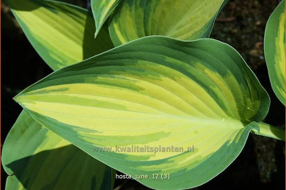 Hosta x tardiana 'June'®