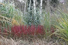 Imperata cylindrica 'Red Baron'