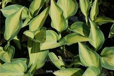 Hosta x tardiana 'June'®