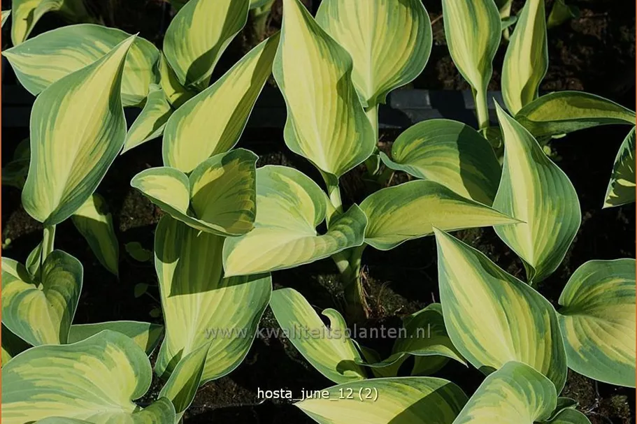 Hosta x tardiana 'June'®