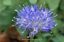Jasione laevis 'Blaulicht'