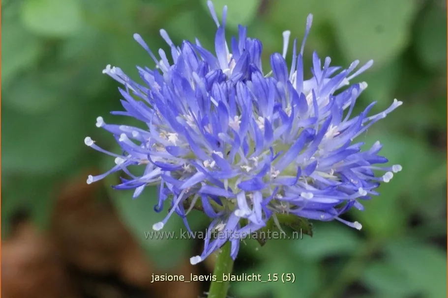Jasione laevis 'Blaulicht'