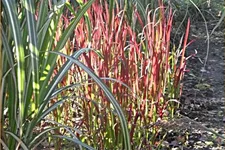 Imperata cylindrica 'Red Baron'