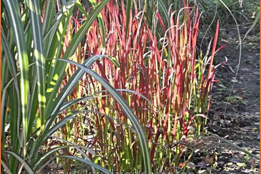 Imperata cylindrica 'Red Baron'