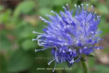 Jasione laevis 'Blaulicht'