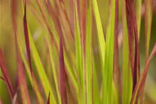 Imperata cylindrica 'Red Baron'