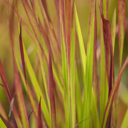 Imperata cylindrica 'Red Baron'