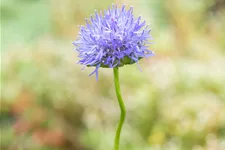 Jasione laevis 'Blaulicht'