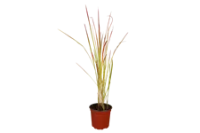 Imperata cylindrica 'Red Baron'