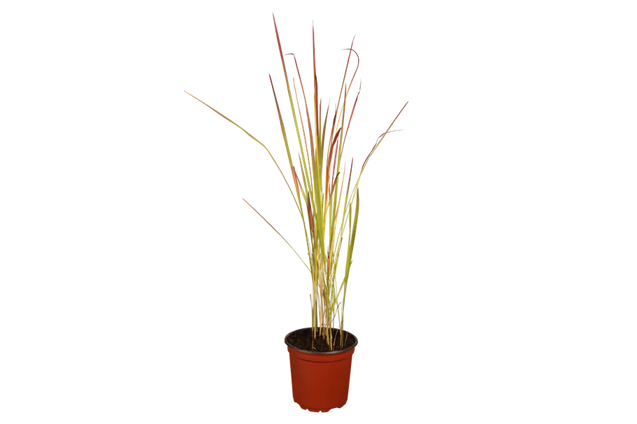Imperata cylindrica 'Red Baron'