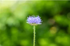 Jasione laevis 'Blaulicht'