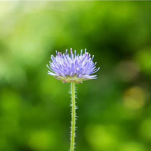 Jasione laevis 'Blaulicht'