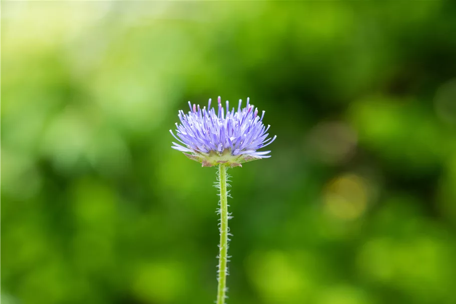 Jasione laevis 'Blaulicht'