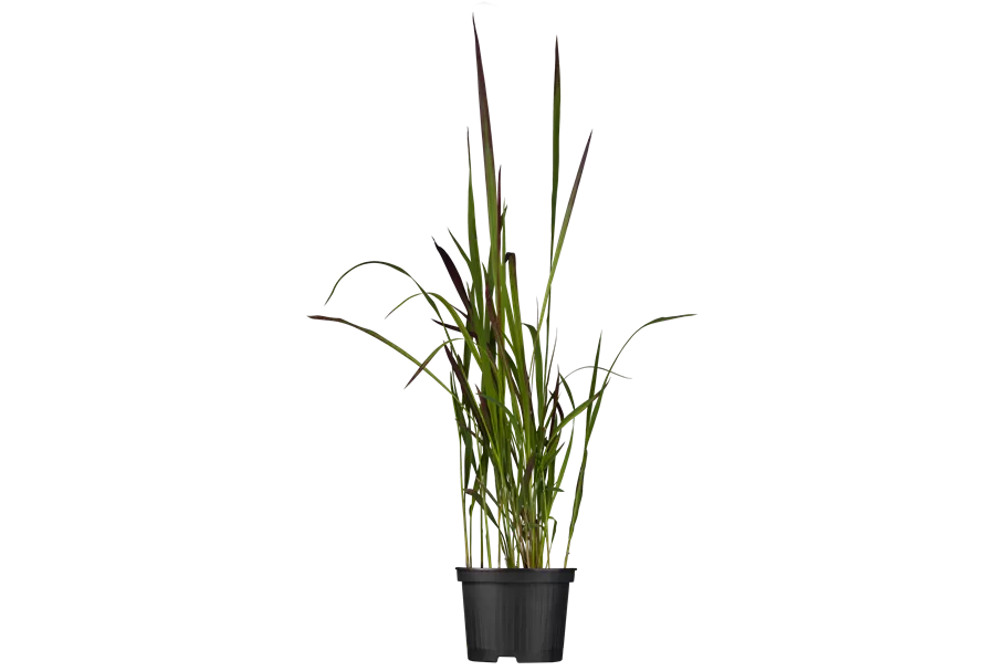 Imperata cylindrica 'Red Baron'