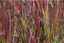 Imperata cylindrica 'Red Baron'