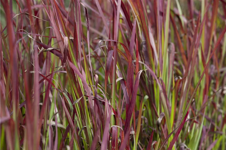 Imperata cylindrica 'Red Baron'
