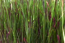 Imperata cylindrica 'Red Baron'