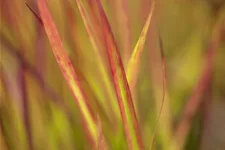 Imperata cylindrica 'Red Baron'