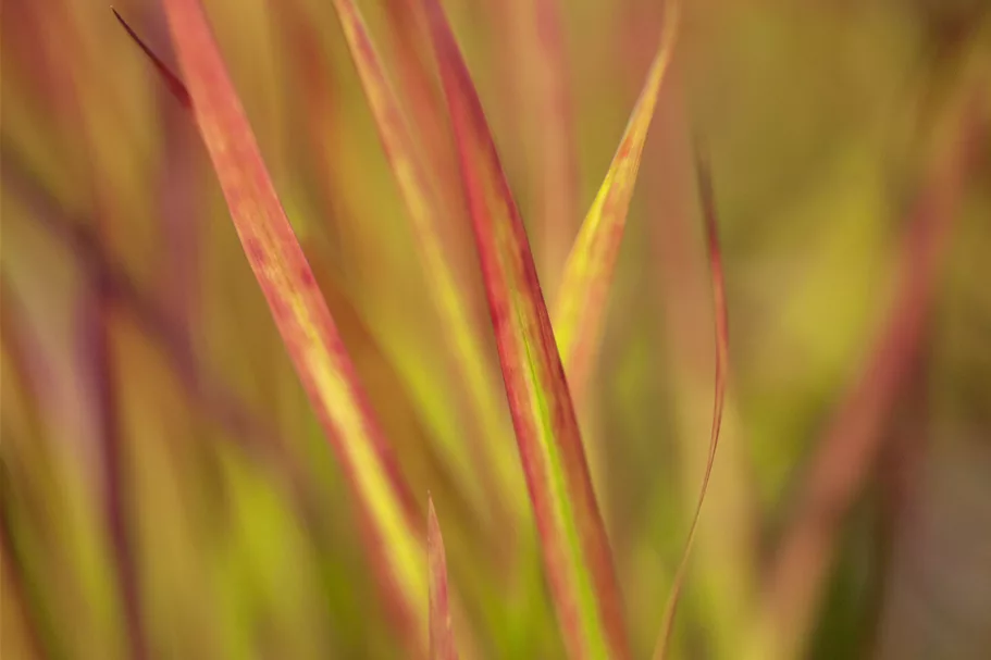 Imperata cylindrica 'Red Baron'