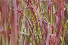 Imperata cylindrica 'Red Baron'